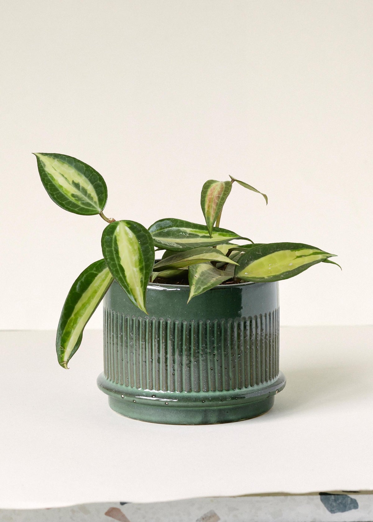 Hoya Latifolia 'Pot of Gold' -  Plant Circle.