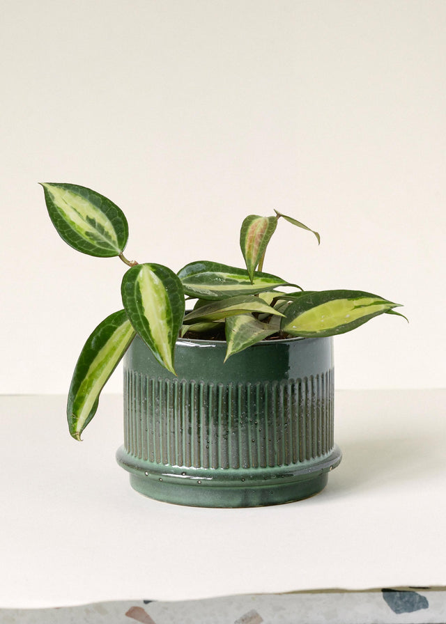 Hoya Latifolia 'Pot of Gold' -  Plant Circle.