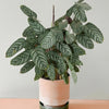 Potted plant with green leaves on a pink surface against a light gray background