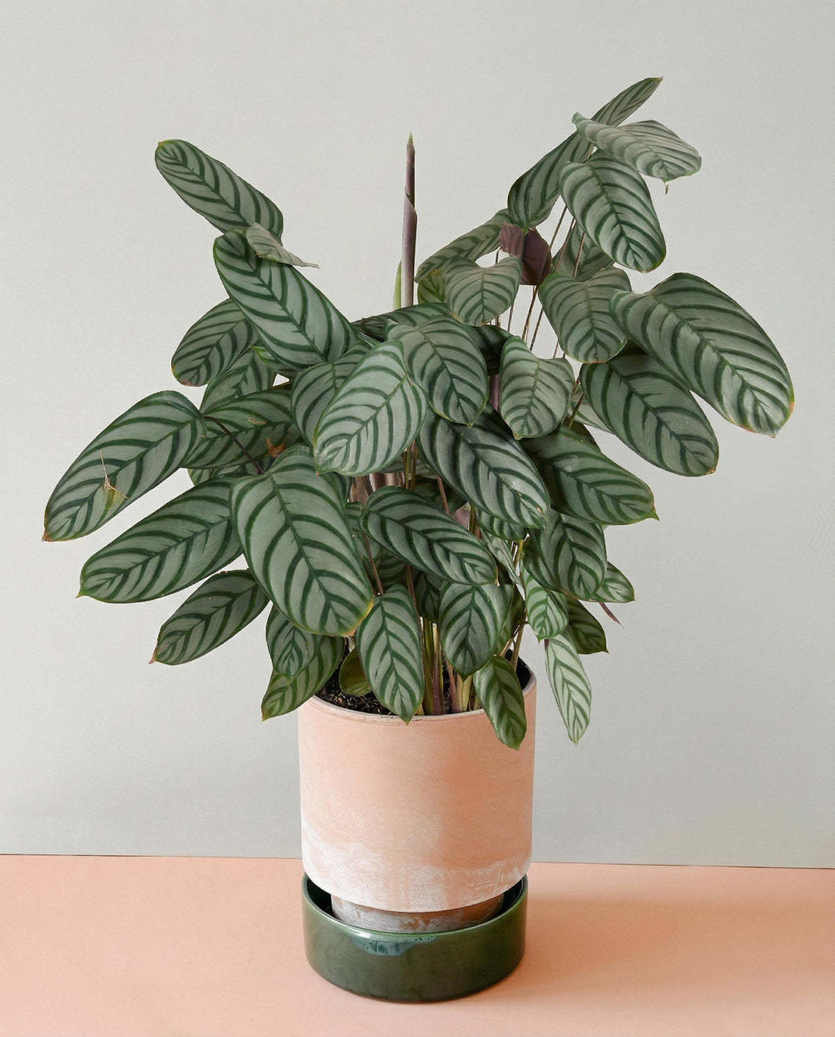 Potted plant with green leaves on a pink surface against a light gray background