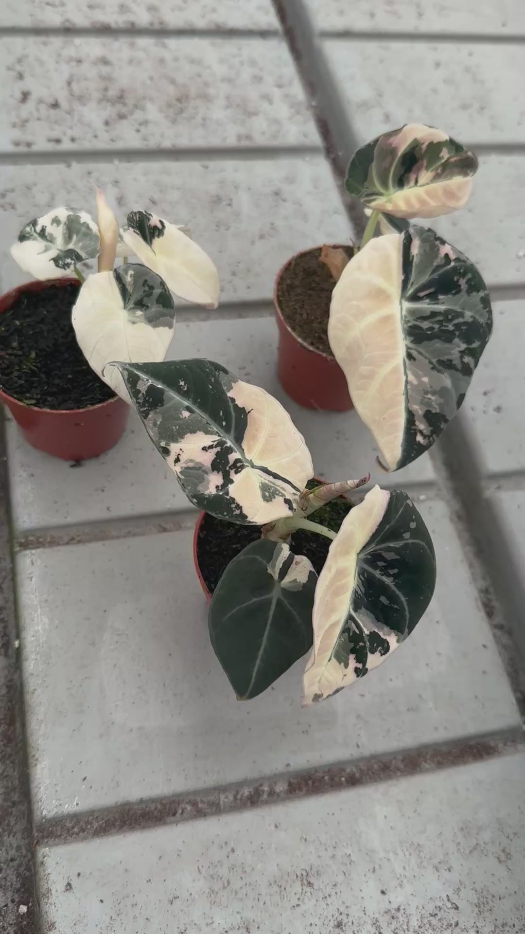 Rare Baby Alocasia Black Velvet Pink Albo Variegated by Plant Circle -  Plant Circle.