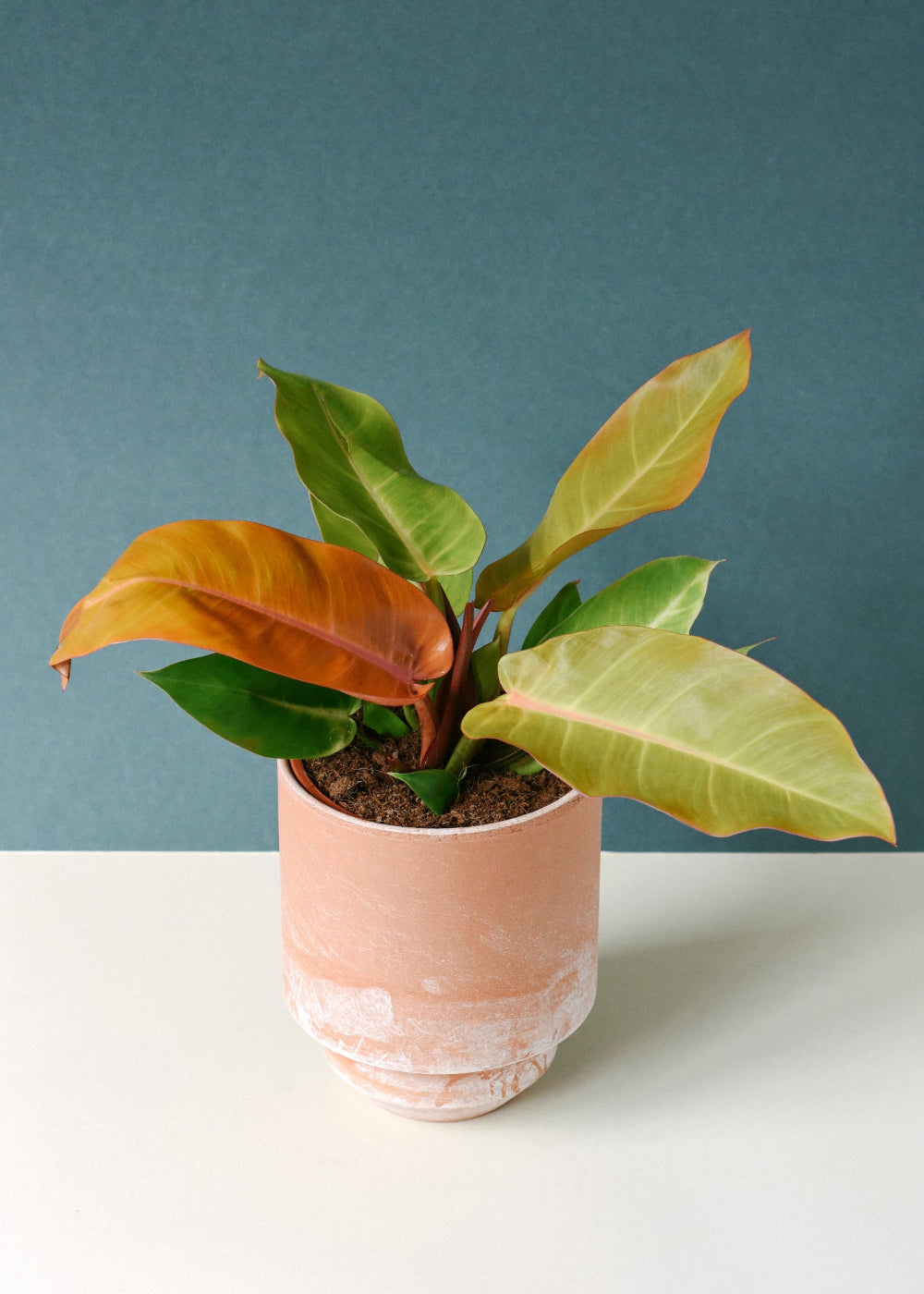 Healthy Philodendron ‘Prince of Orange’ medium plant in a 12cm terracotta pot with bright orange and green foliage against a dark green backdrop