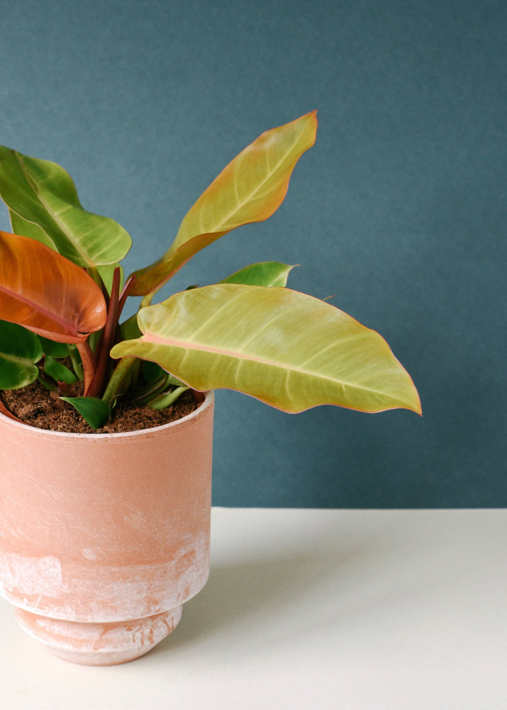 Close-up of Philodendron ‘Prince of Orange’ medium plant in a 12cm terracotta pot, showing vivid orange new growth and mature green foliage.