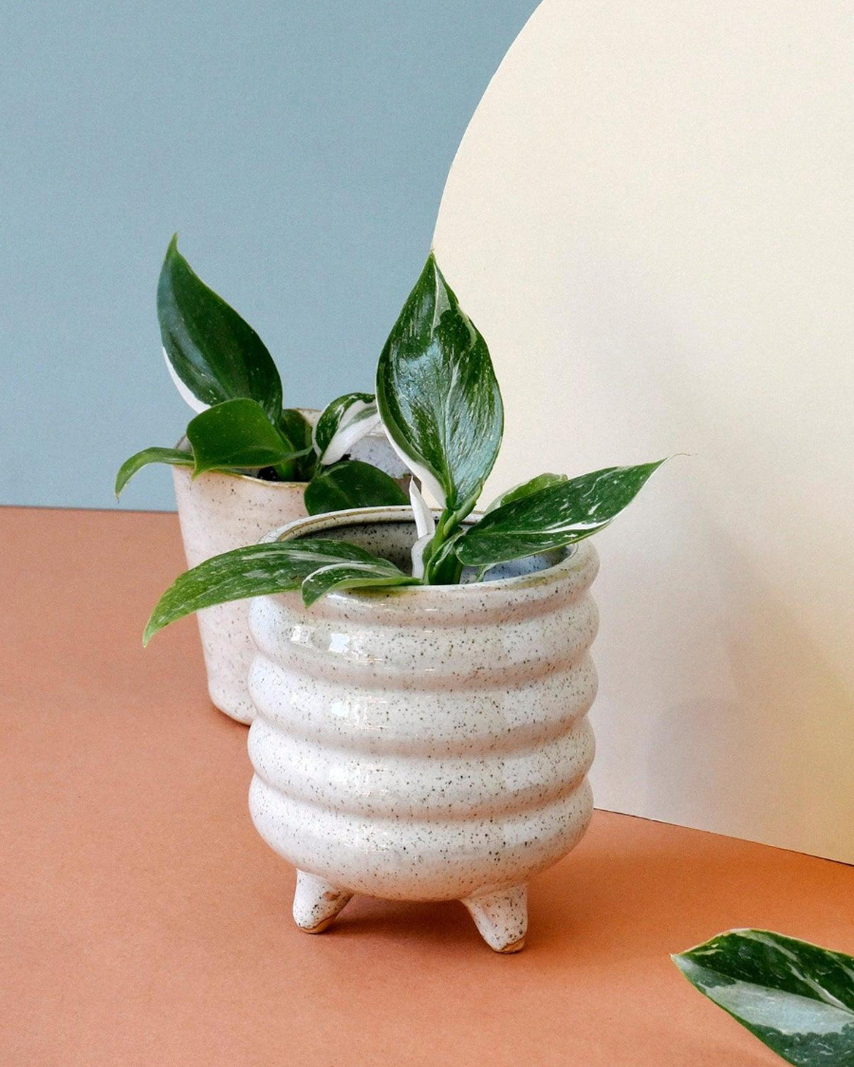 Philodendron ‘White Princess’ baby in a nursery pot highlighting its emerging white-variegated foliage.