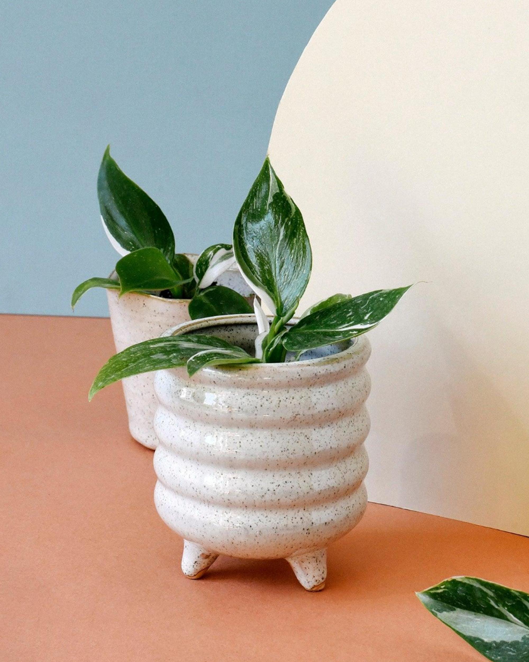 Philodendron ‘White Princess’ baby in a nursery pot highlighting its emerging white-variegated foliage.