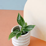 philodendron white princess baby by plant circle