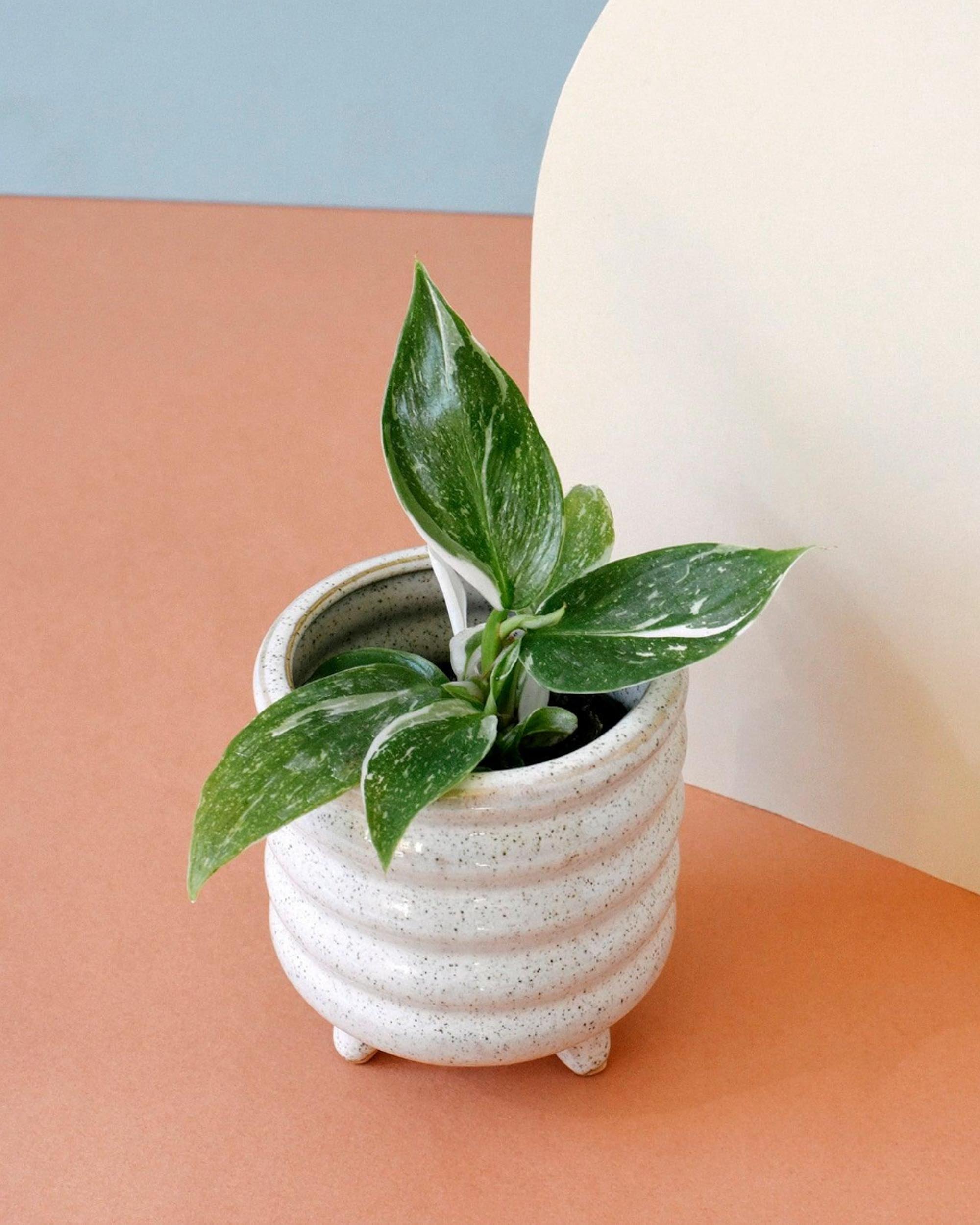 Healthy Philodendron ‘White Princess’ baby plant in a textured ceramic pot, displaying fresh white and green variegated leaves.
