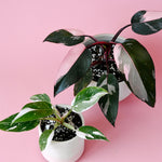 Princess Duo: Pink & White Philodendron Set