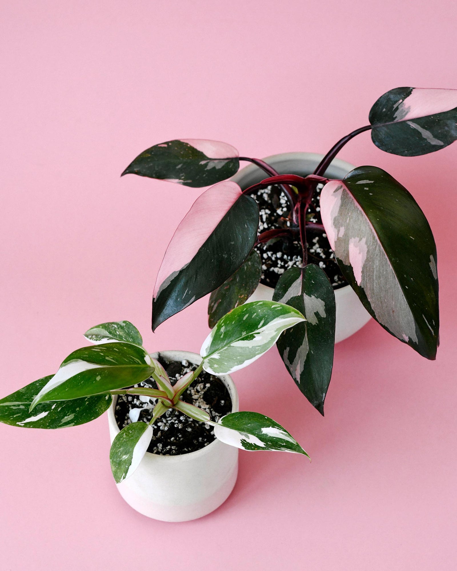 Princess Duo: Pink & White Philodendron Set