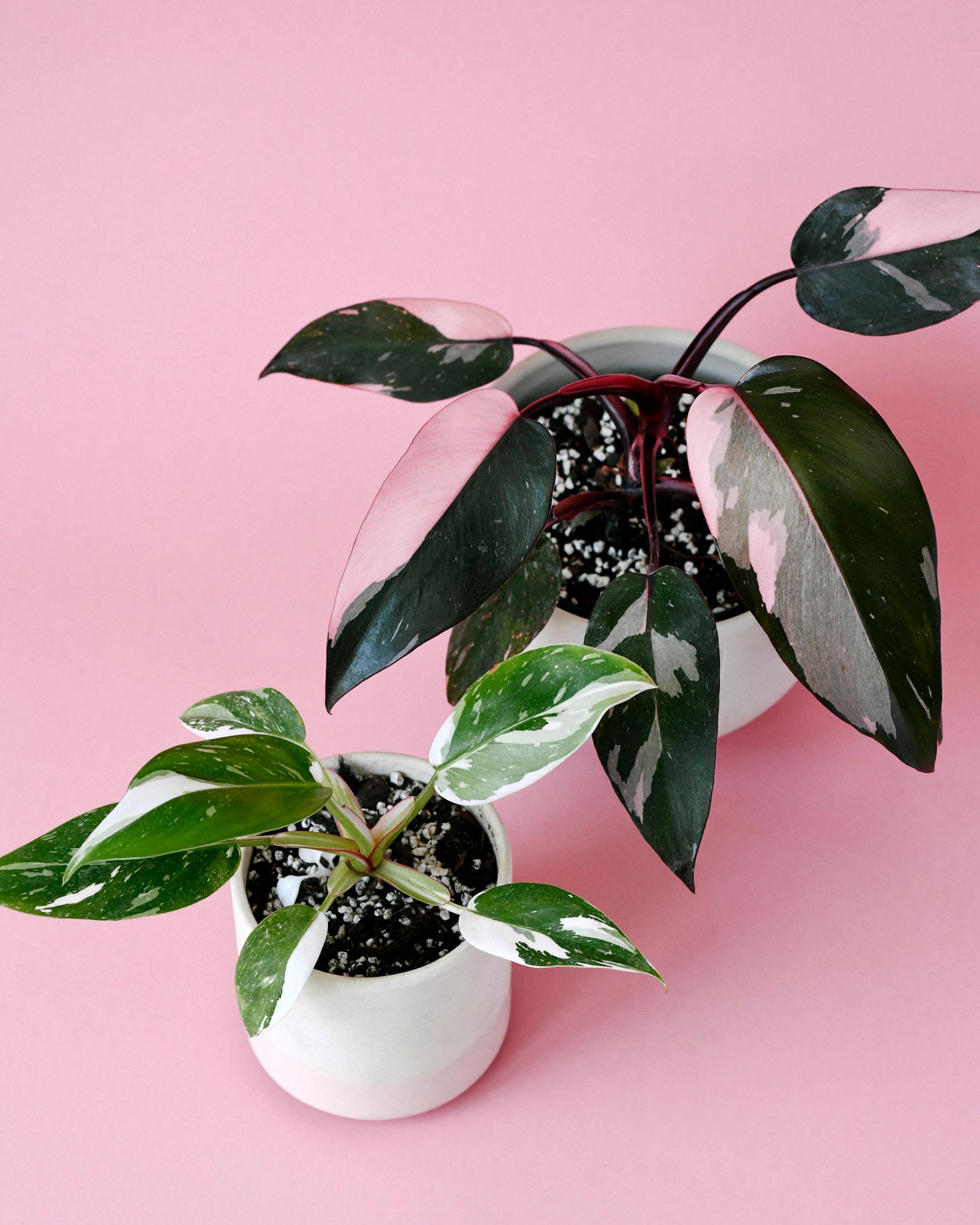 Princess Duo: Pink & White Philodendron Set