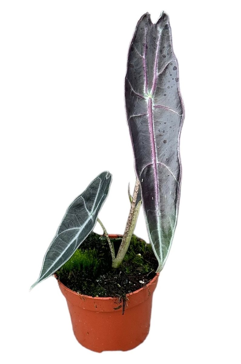 Alocasia Longiloba 'Purple' Small -  Plant Circle.