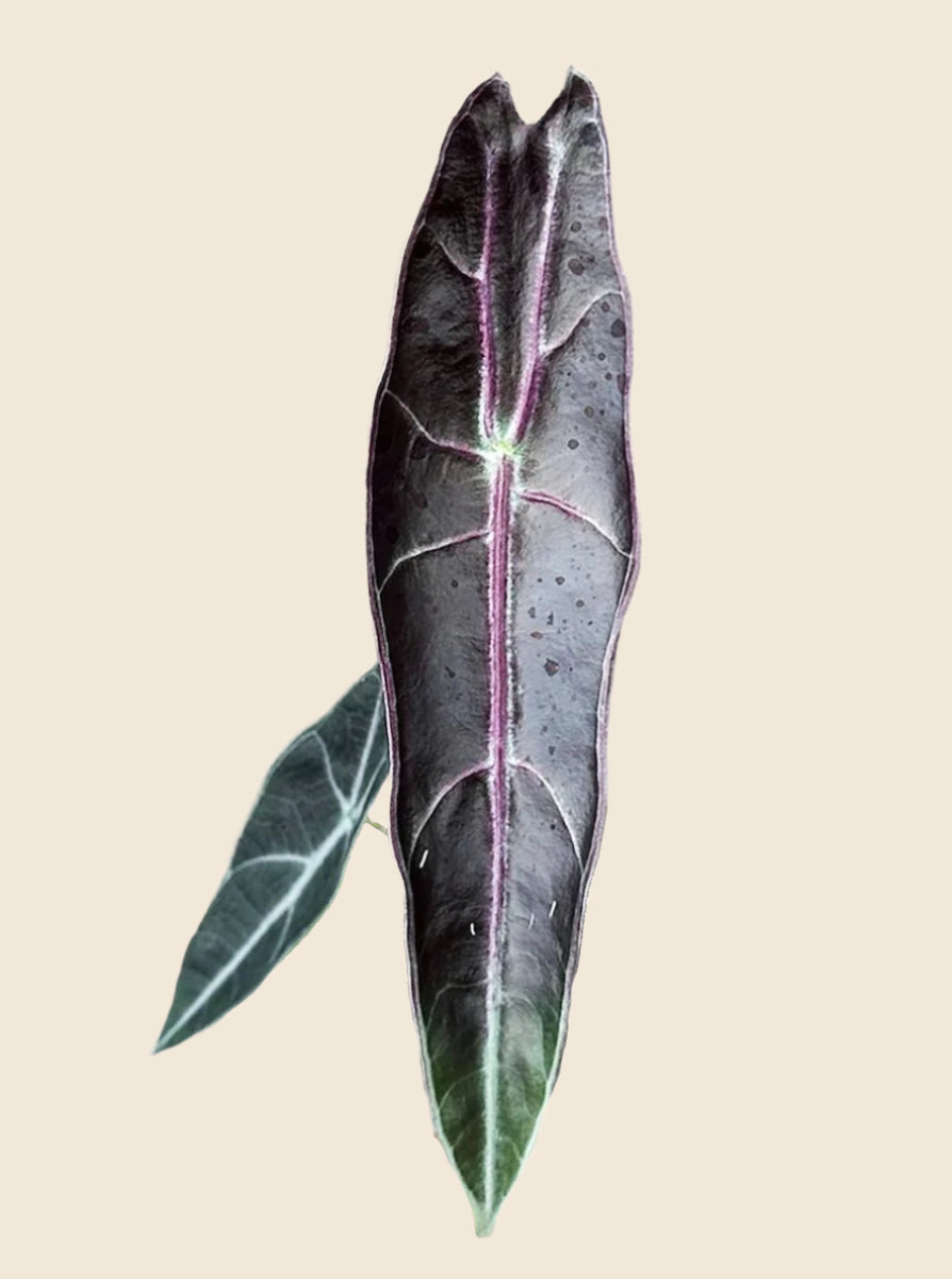 Alocasia Longiloba 'Purple' 
