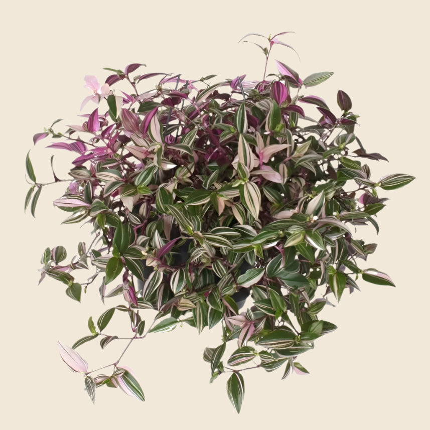 Healthy tradescantia houseplant