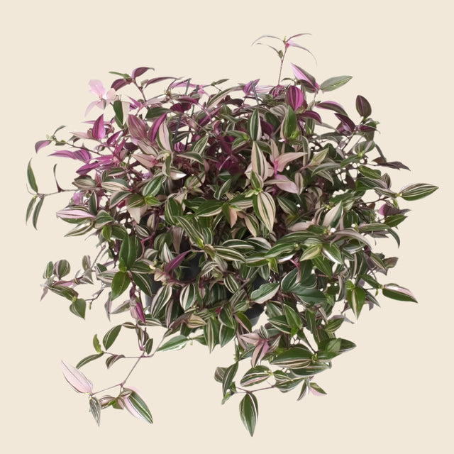 Healthy tradescantia houseplant