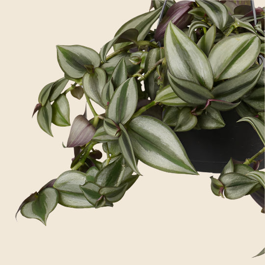 Tradescantia Zebrina 'Purpusii' Medium by Plant Circle – Medium, Approx. 20cm height  – 17.0cm Pot -  Plant Circle.