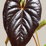 anthurium queen of hearts plant circle