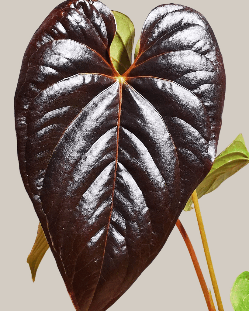 Close-up of baby Anthurium ‘Queen of Hearts’ with glossy, deep red-black veined heart-shaped leaf.

