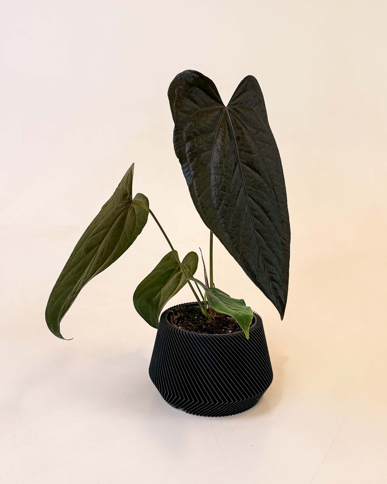 Medium Anthurium ‘Queen of Hearts’ in nursery pot with velvety, dark green foliage and bold veining.

