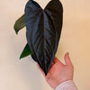 Medium Anthurium ‘Queen of Hearts’ with large dark heart-shaped leaf, held in hand to show size.
