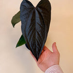 Medium Anthurium ‘Queen of Hearts’ with large dark heart-shaped leaf, held in hand to show size.
