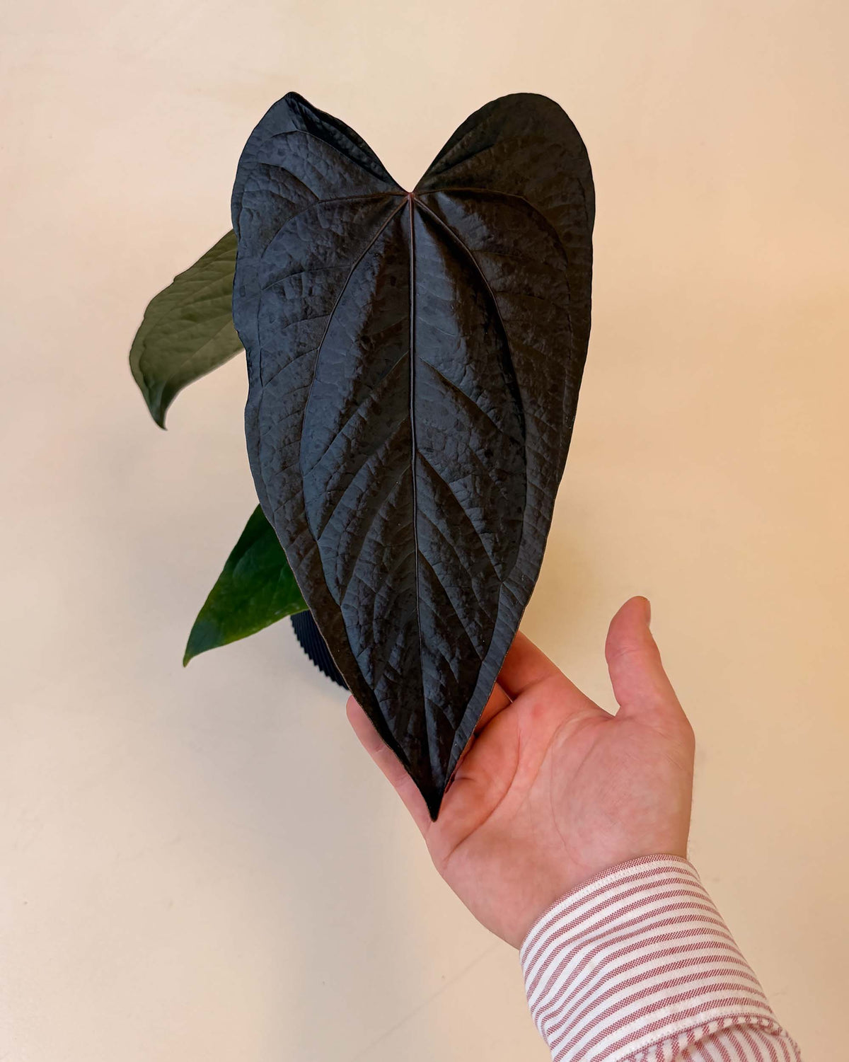 Medium Anthurium ‘Queen of Hearts’ with large dark heart-shaped leaf, held in hand to show size.
