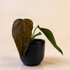 Baby Anthurium ‘Queen of Hearts’ with dark, heart-shaped leaf in small black pot against neutral background.
