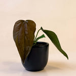 Baby Anthurium ‘Queen of Hearts’ with dark, heart-shaped leaf in small black pot against neutral background.
