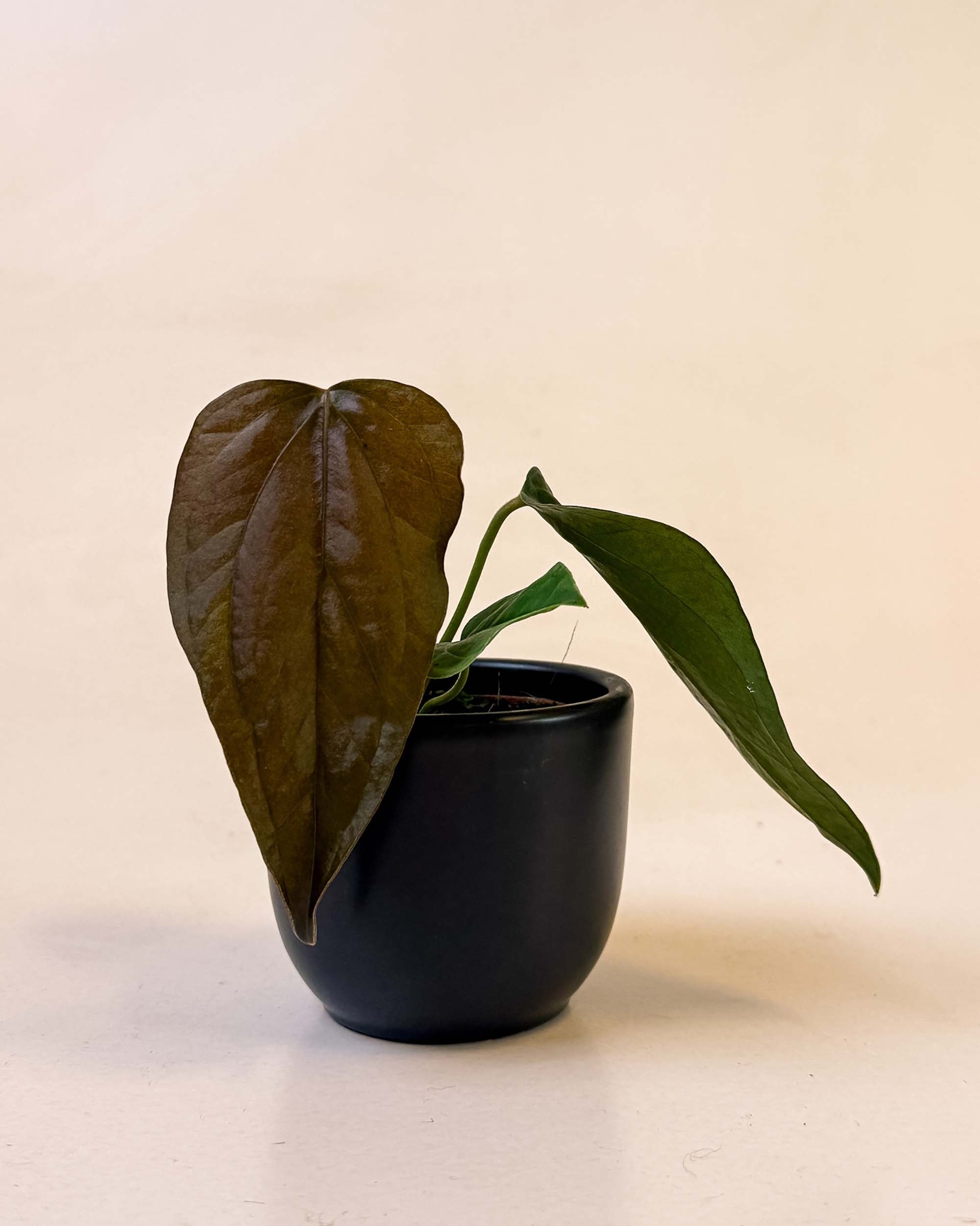 Baby Anthurium ‘Queen of Hearts’ with dark, heart-shaped leaf in small black pot against neutral background.
