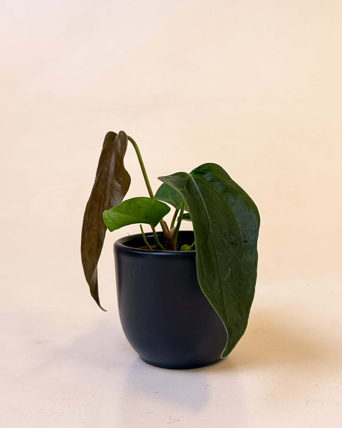 Small Anthurium ‘Queen of Hearts’ in black pot showing young velvety leaves and compact growth.
