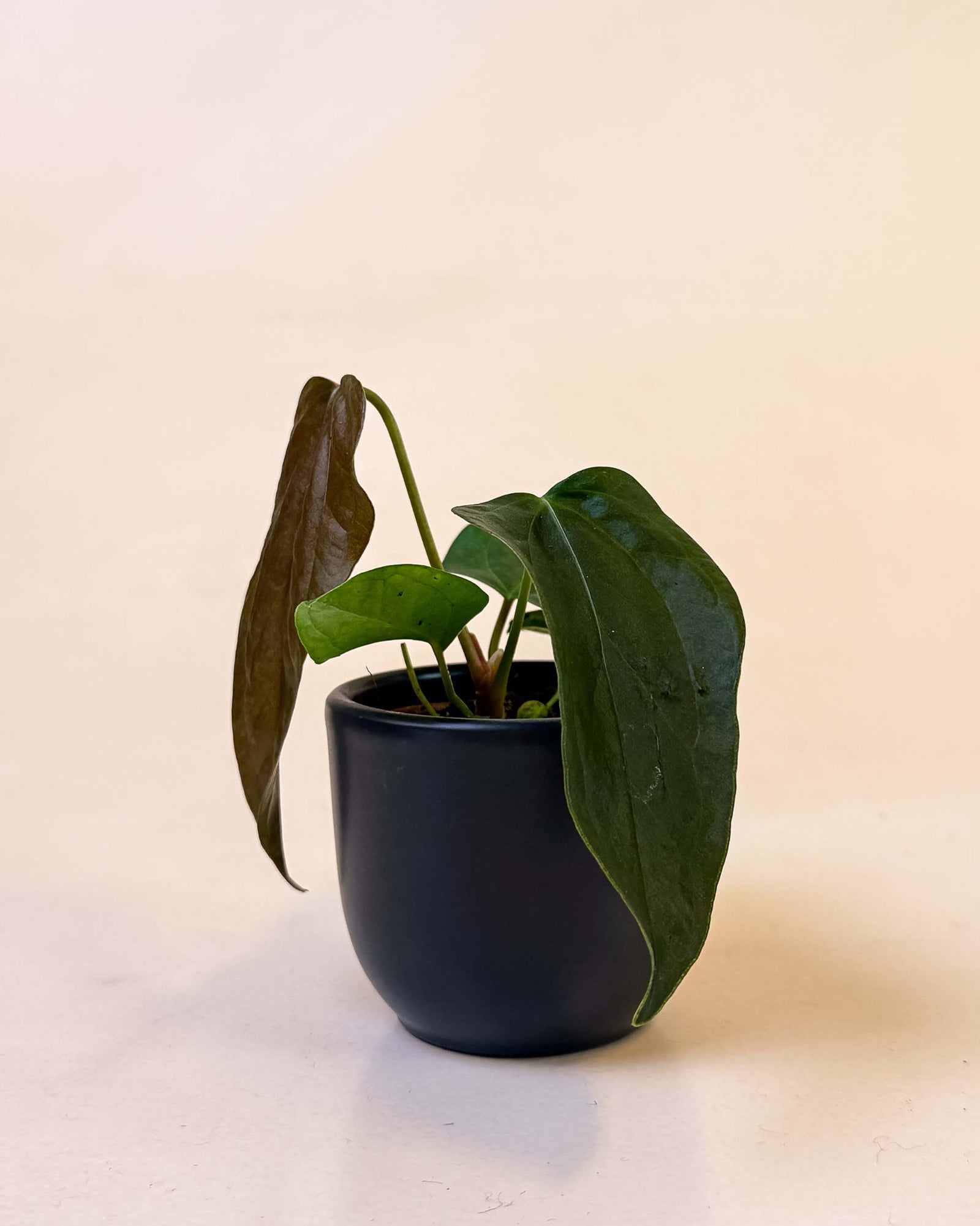 Small Anthurium ‘Queen of Hearts’ in black pot showing young velvety leaves and compact growth.
