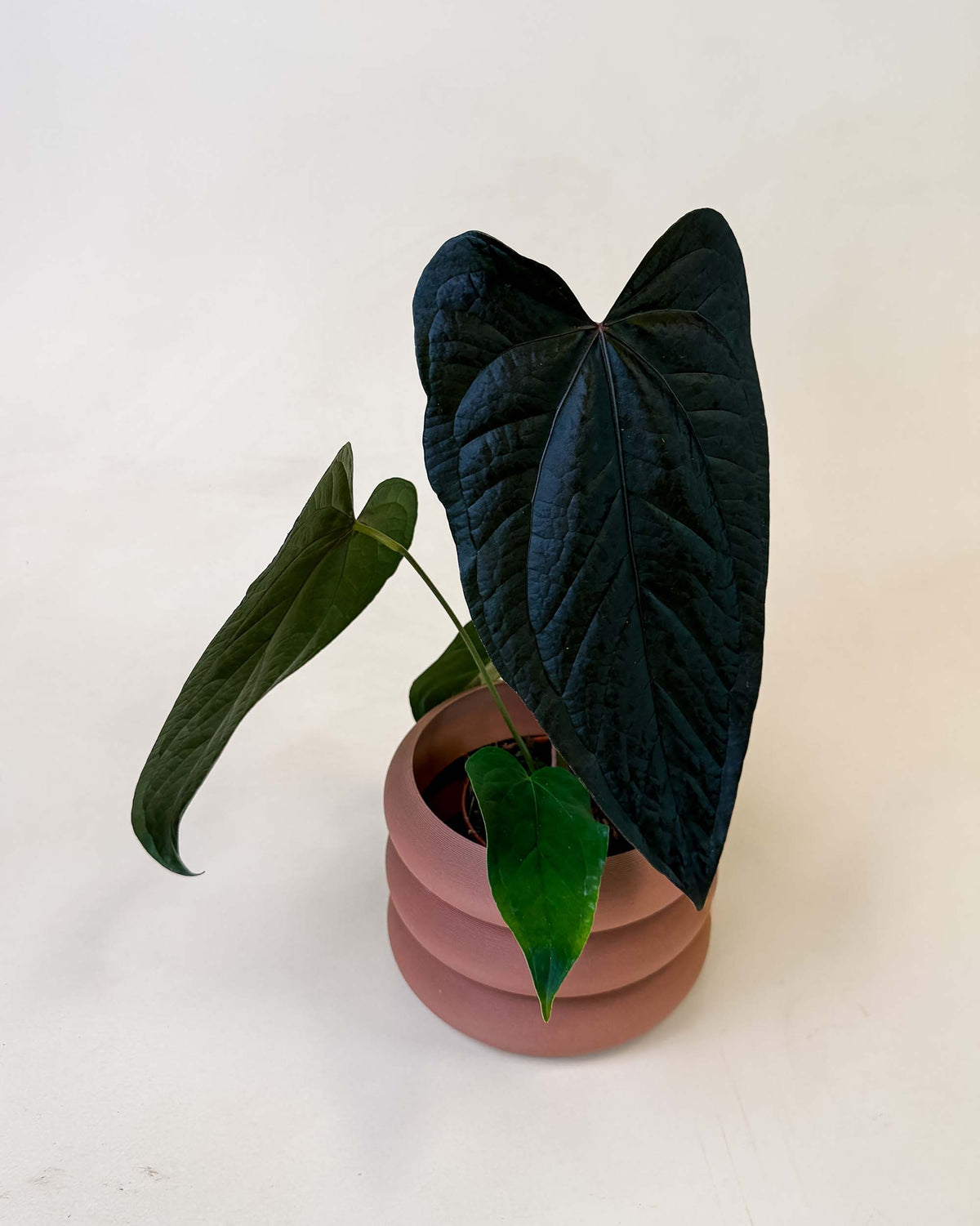Side view of Anthurium ‘Queen of Hearts’ medium plant with deep textured leaves in terracotta pot.
