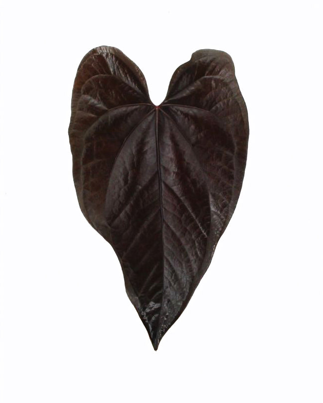 Anthurium 'Queen of Hearts'