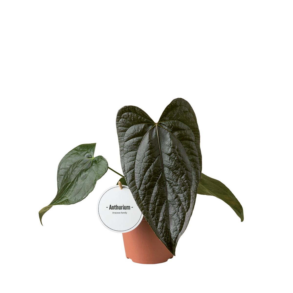 Anthurium ‘Queen of Hearts’ medium-sized plant in labeled nursery pot with dramatic, velvety leaves.
