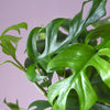 Raphidophora Tetrasperma L – Large, Approx. 80.0cm height – 19.0cm Pot Default Title 1