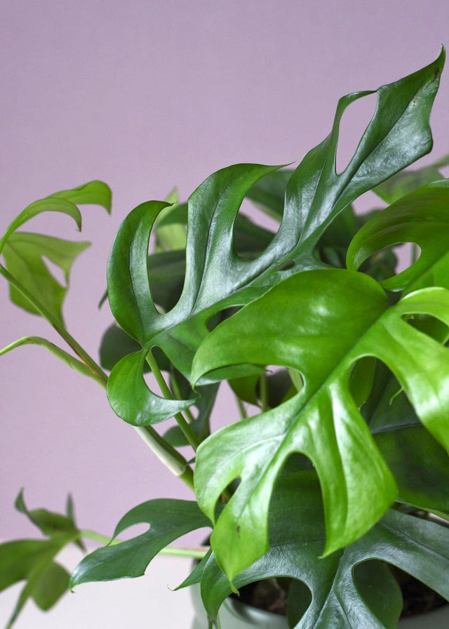 Raphidophora Tetrasperma L – Large, Approx. 80.0cm height – 19.0cm Pot Default Title 1