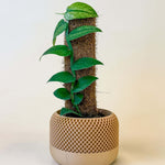 A large Rhaphidophora hongkongensis ‘Mint’ Variegata climbing a moss pole, displayed in a decorative beige pot with a textured pattern. The plant has thick, glossy green leaves with subtle minty variegation, neatly arranged along the upright support. The background is softly lit in neutral tones, highlighting the plant’s elegant growth.
