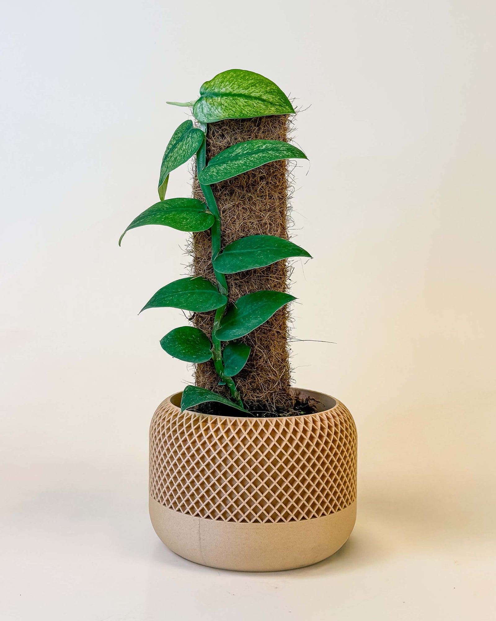 A large Rhaphidophora hongkongensis ‘Mint’ Variegata climbing a moss pole, displayed in a decorative beige pot with a textured pattern. The plant has thick, glossy green leaves with subtle minty variegation, neatly arranged along the upright support. The background is softly lit in neutral tones, highlighting the plant’s elegant growth.