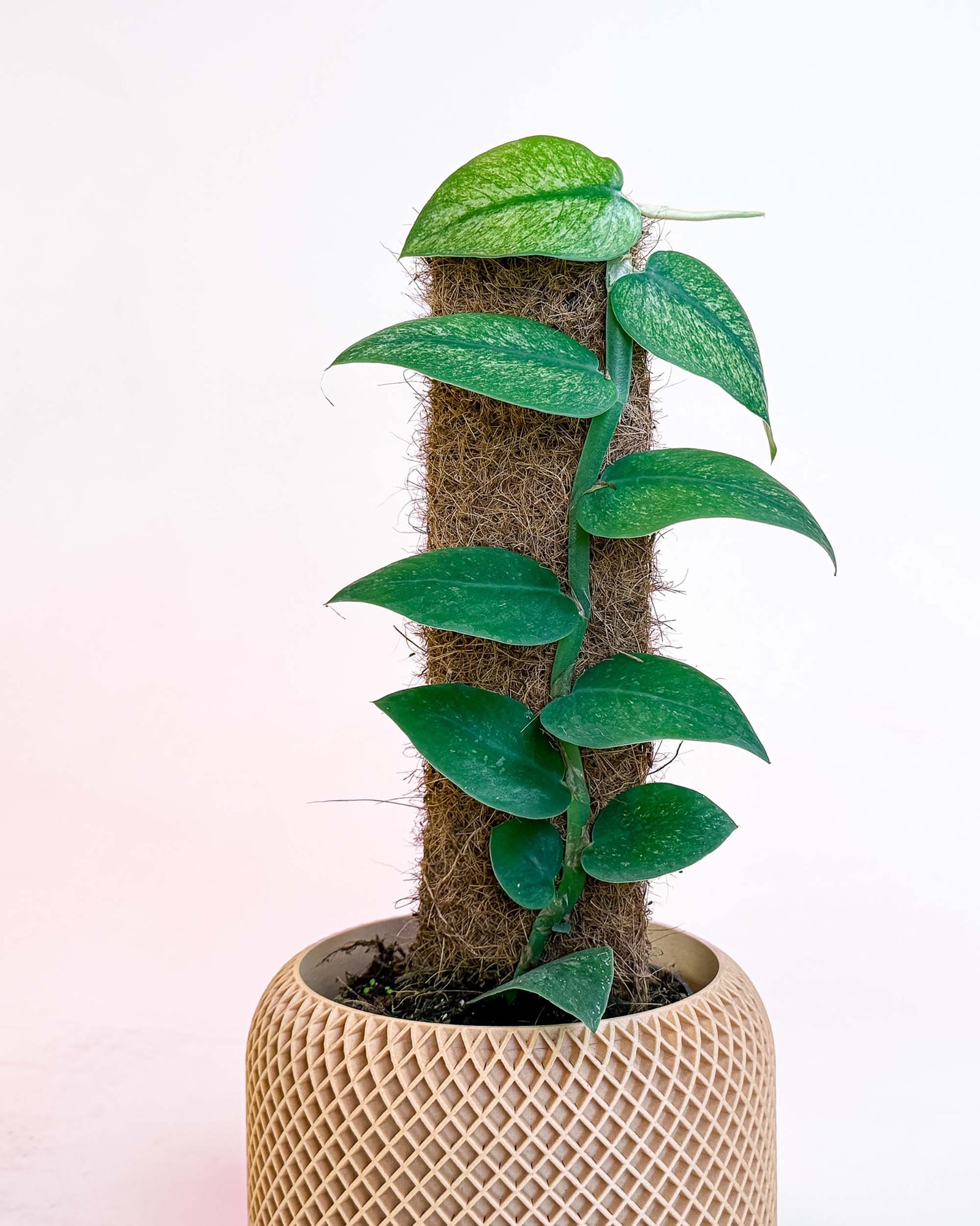 A side view of the Rhaphidophora hongkongensis ‘Mint’ Variegata in a minimalist beige planter. The plant climbs vertically, with evenly spaced variegated leaves following the moss pole structure.