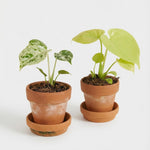 Set de coleccionista: Monstera deliciosa 'Golden' (Lima Limón) y 'Bulbasaur' bebé