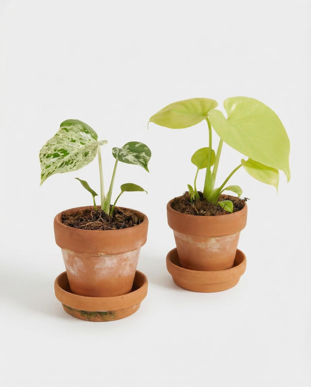 Collector’s Set: Monstera deliciosa ‘Golden’ (Lemon Lime) & ‘Bulbasaur’ Baby