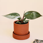 Philodendron 'Red Anderson' Baby