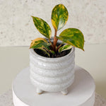 Philodendron 'Red Congo' Variegata with self-heading / rosette (non-climbing)