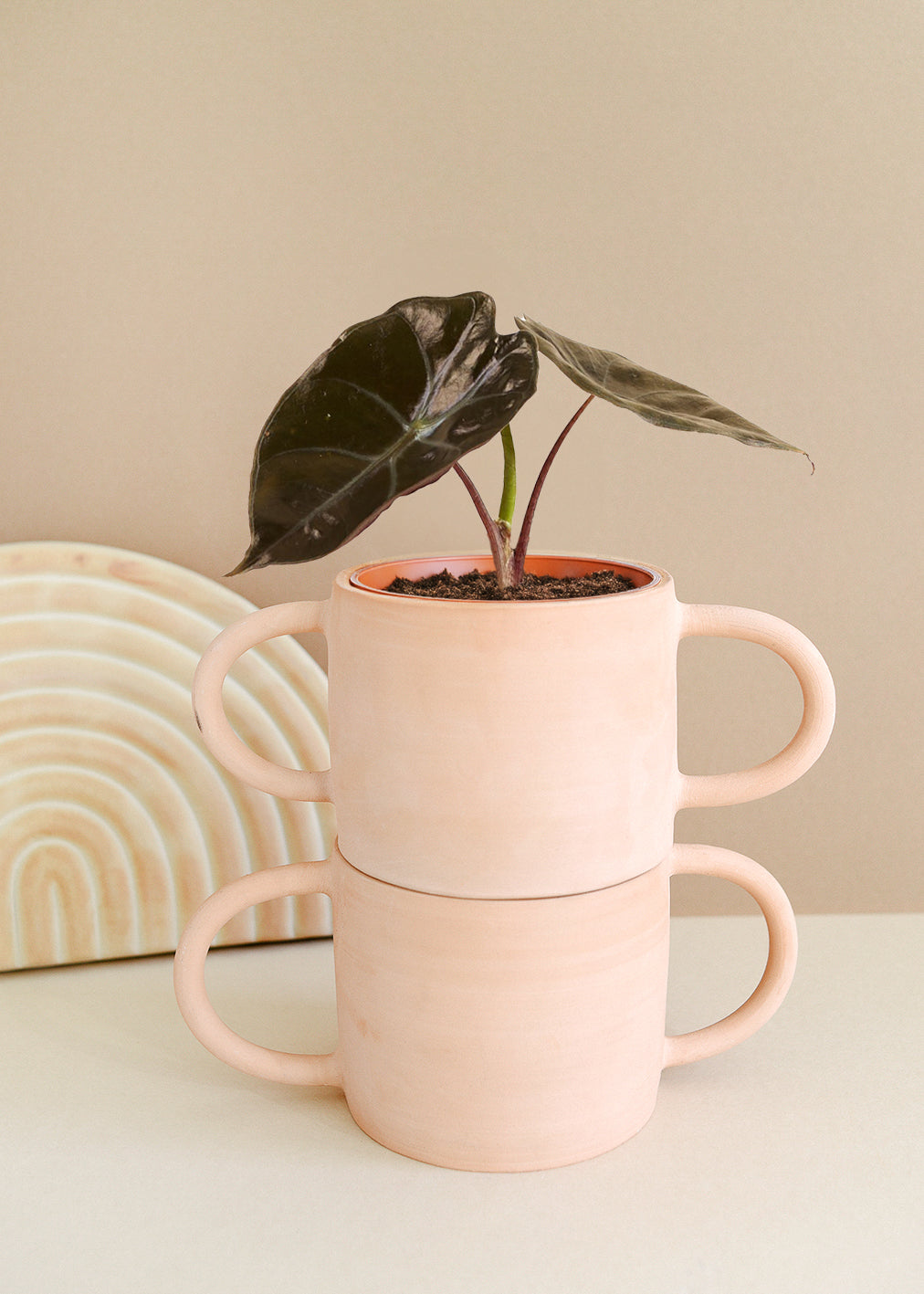 Alocasia Suhirmaniana 'Red Petiole'