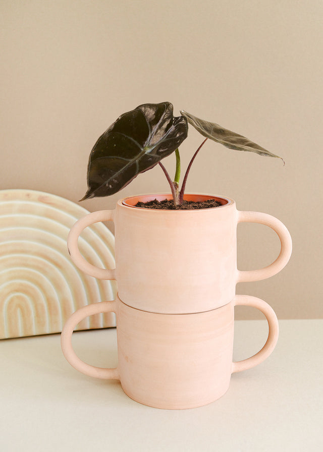 Alocasia Suhirmaniana 'Red Petiole'