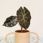 Alocasia Suhirmaniana Red Petiole Medium