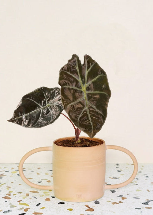 Alocasia Suhirmaniana Red Petiole Medium