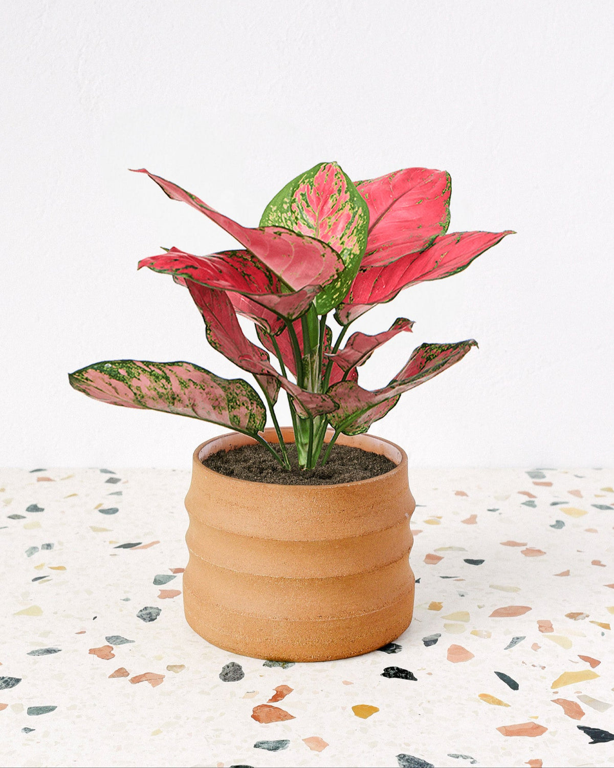 aglaonema red valentine