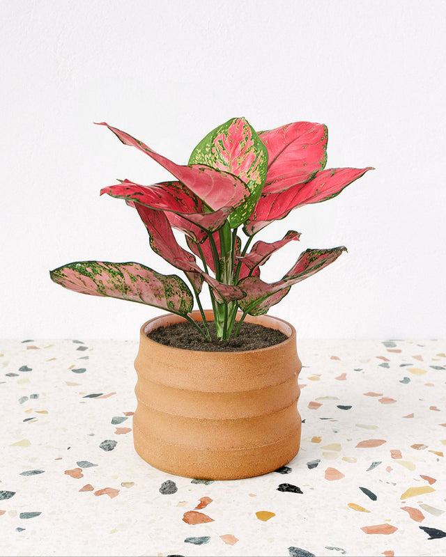 aglaonema red valentine