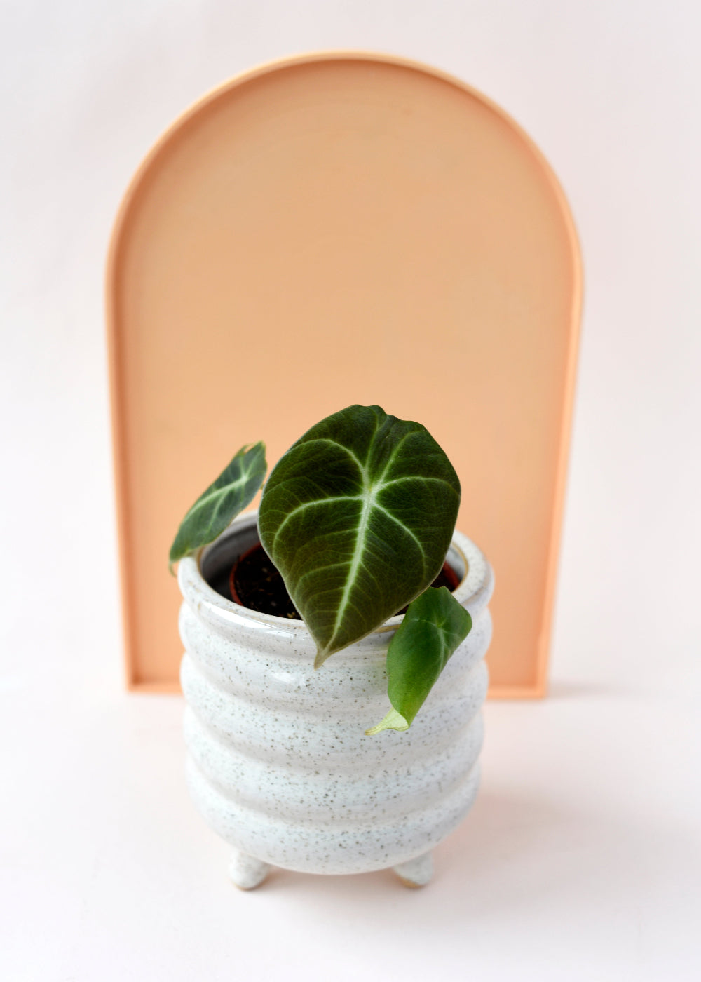 Healthy Alocasia reginula ‘Black Velvet’ Baby in a textured white ceramic pot, styled against a peach-colored arched backdrop