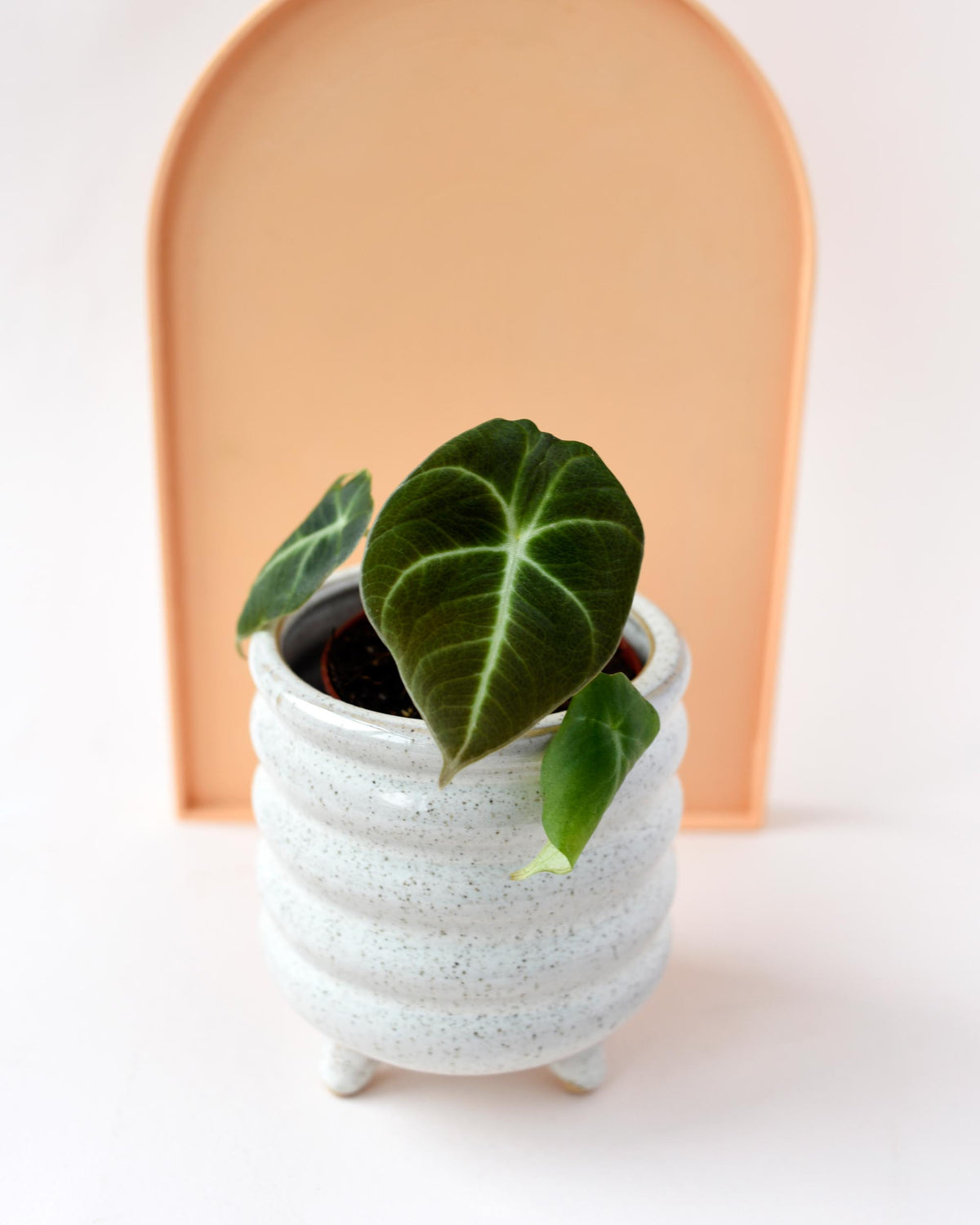 Alocasia reginula baby plant in small ceramic planter on a white and peach background